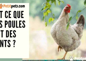 Est-ce qu'une poule pense ?