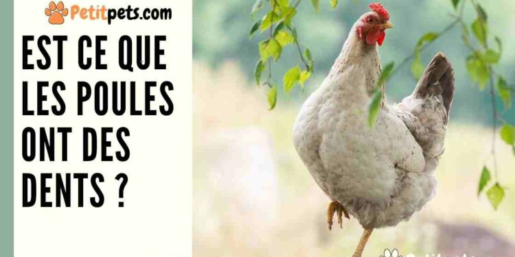 Est-ce qu'une poule pense ?