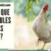 Est-ce qu'une poule pense ?
