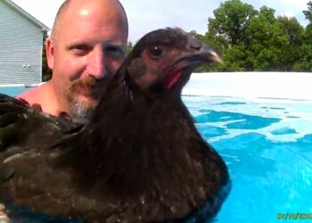 Est-ce qu'une poule pense ?