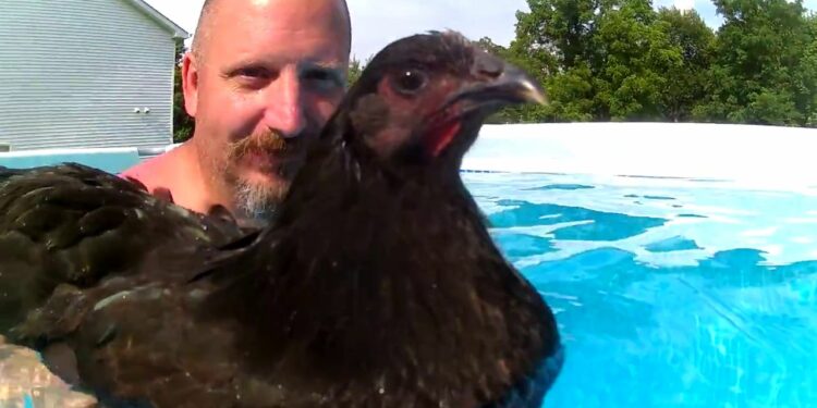 Est-ce qu'une poule pense ?