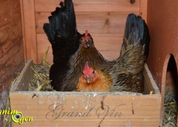 Est-ce qu'une poule peut couver plus de 21 jours ?