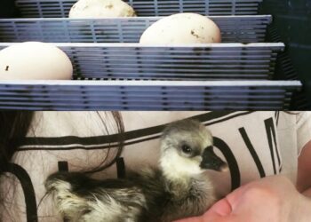 Est-ce qu'une poule peut couver un oeuf d'oie ?