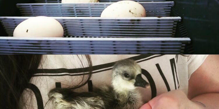 Est-ce qu'une poule peut couver un oeuf d'oie ?