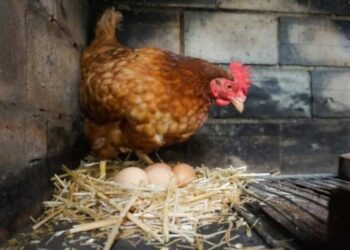 Est-ce qu'une poule peut pondre 2 œufs dans la même journée ?