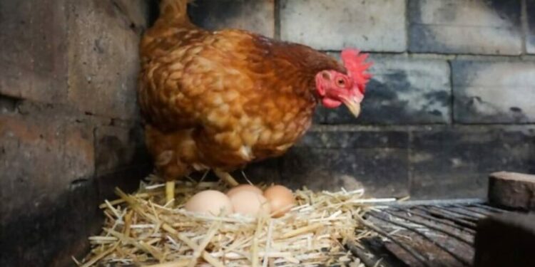 Est-ce qu'une poule peut pondre 2 œufs dans la même journée ?