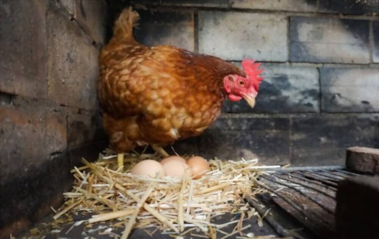 Est Ce Quune Poule Peut Pondre 2 œufs Dans La Même Journée Animaux Info Votre Source 