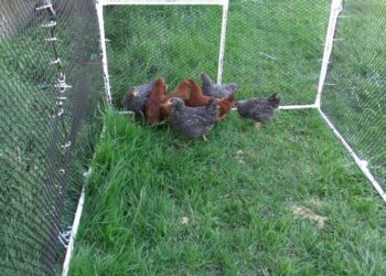 Est-ce qu'une poule peut retrouver son chemin ?