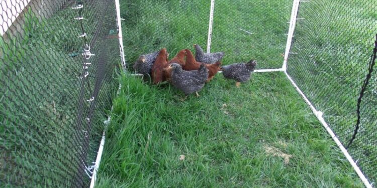 Est-ce qu'une poule peut retrouver son chemin ?