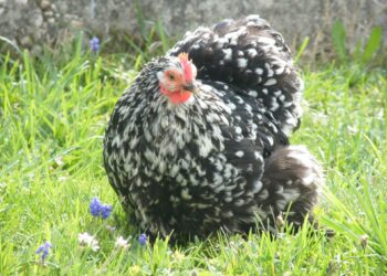 Est-ce qu'une poule peut vivre tout seul ?