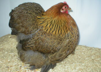 Est-ce qu'une poule peut vivre tout seul ?