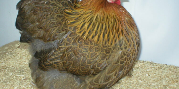 Est-ce qu'une poule peut vivre tout seul ?