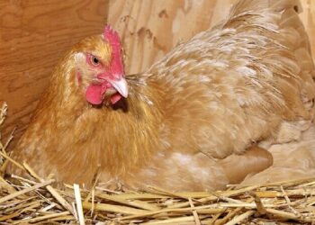 Est-ce qu'une poule qui couve continue à pondre ?