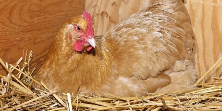 Est-ce qu'une poule qui couve continue à pondre ?