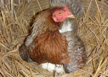 Est-ce qu'une poule qui couve continue à pondre ?