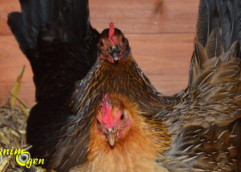 Est-ce qu'une poule qui couve mange ?