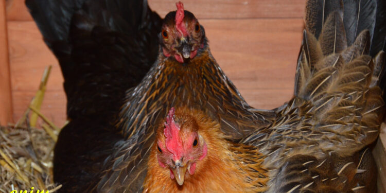 Est-ce qu'une poule qui couve mange ?