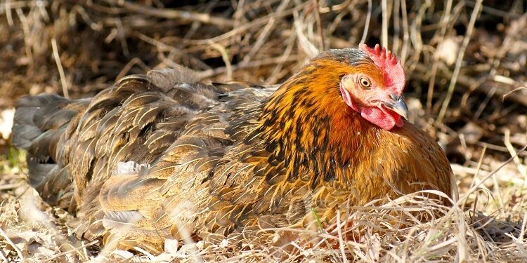 Est-ce qu'une poule qui couve se nourrit ?