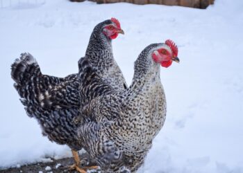 Est-ce qu'une poule reconnaît son maitre ?