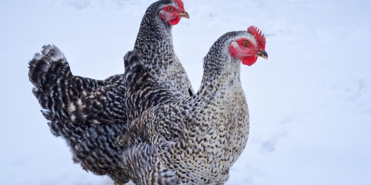 Est-ce qu'une poule reconnaît son maitre ?