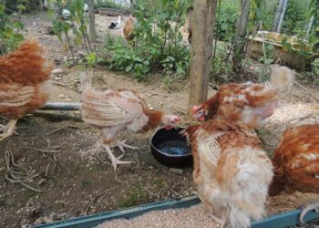 Est-ce qu'une poule reconnaît son maitre ?