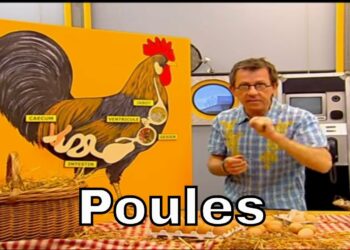 Est-ce qu'une poule reconnaît son maitre ?
