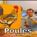 Est-ce qu'une poule reconnaît son maitre ?