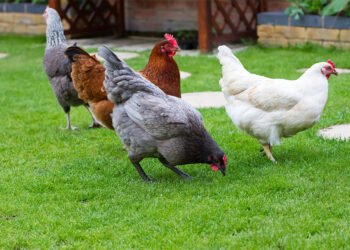 Est-ce qu'une poule reconnaît son maitre ?