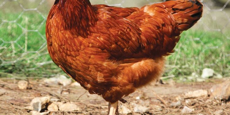 Est-ce qu'une poule rousse pond tous les jours ?