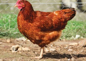 Est-ce qu'une poule rousse pond tous les jours ?