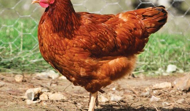 Est-ce qu'une poule rousse pond tous les jours ?