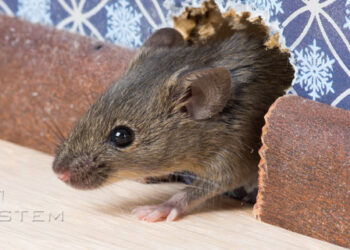 Est-ce qu'une souris attaque ?