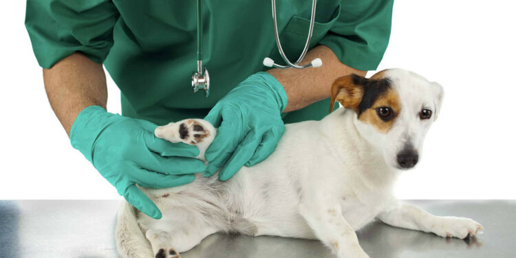 Est-ce qu'une tique peut passer du chien à l'homme ?