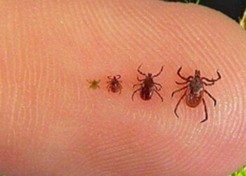 Est-ce qu'une tique se décroche ?