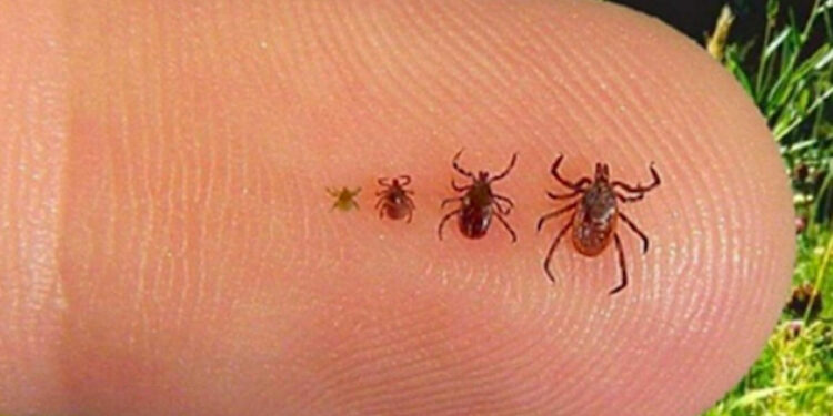 Est-ce qu'une tique se décroche ?
