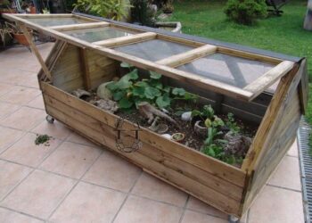 Est-ce qu'une tortue a besoin de compagnie ?