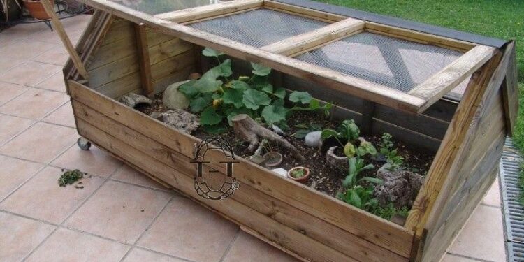 Est-ce qu'une tortue a besoin de compagnie ?