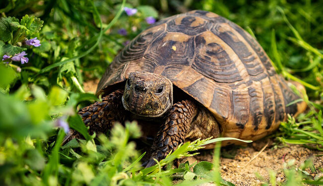 Est-ce qu'une tortue a besoin de compagnie ?