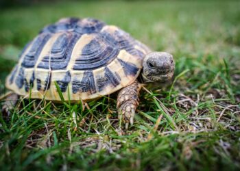 Est-ce qu'une tortue a besoin de compagnie ?