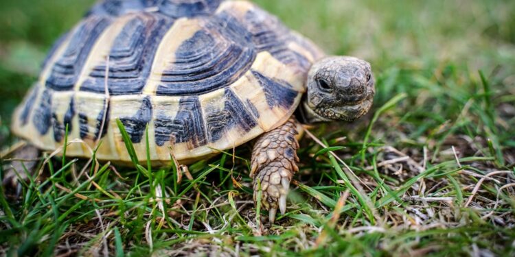 Est-ce qu'une tortue a besoin de compagnie ?