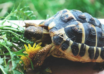 Est-ce qu'une tortue a besoin de compagnie ?
