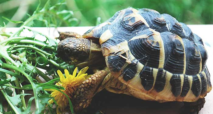 Est-ce qu'une tortue a besoin de compagnie ?
