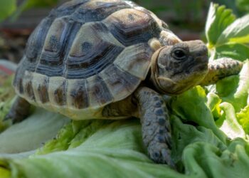 Est-ce qu'une tortue a besoin de compagnie ?