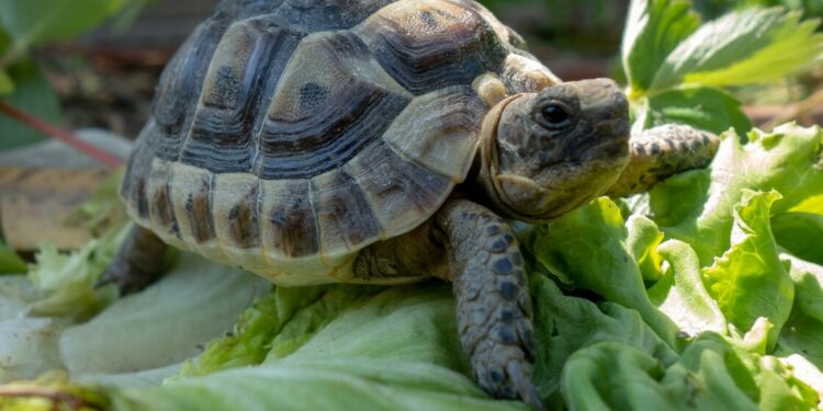 Est-ce qu'une tortue a besoin de compagnie ?