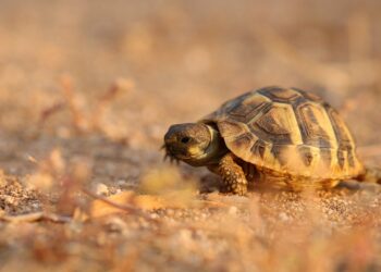 Est-ce qu'une tortue a besoin de compagnie ?