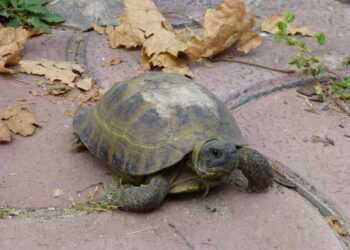 Est-ce qu'une tortue a besoin de compagnie ?