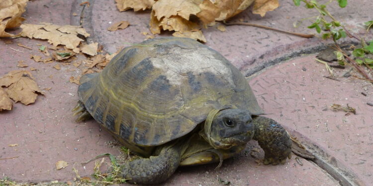 Est-ce qu'une tortue a besoin de compagnie ?