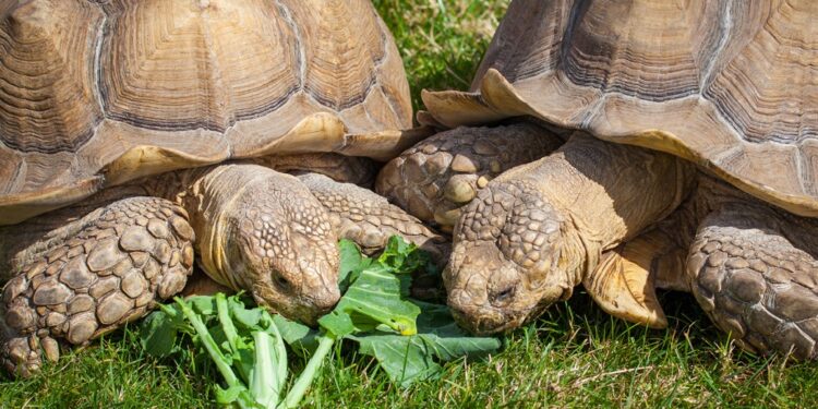 Est-ce qu'une tortue a besoin de compagnie ?