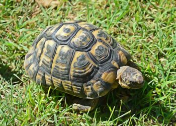 Est-ce qu'une tortue a besoin de compagnie ?