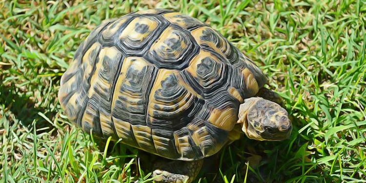 Est-ce qu'une tortue a besoin de compagnie ?